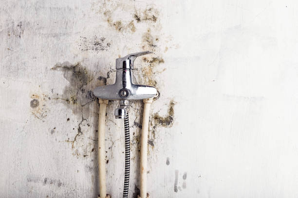Best Mold Cleaning Services  in Grayvle, IL