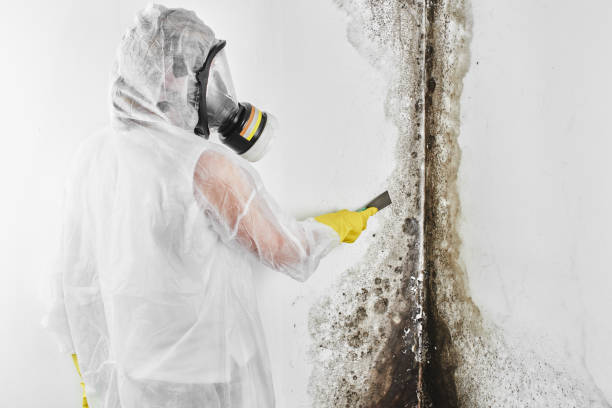 Best Mold Testing and Removal  in Grayvle, IL