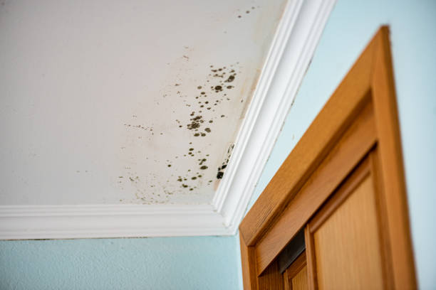 Best Best Mold Removal Companies  in Grayvle, IL
