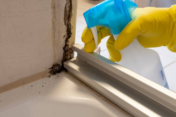 Best Mold Remediation  in Grayvle, IL