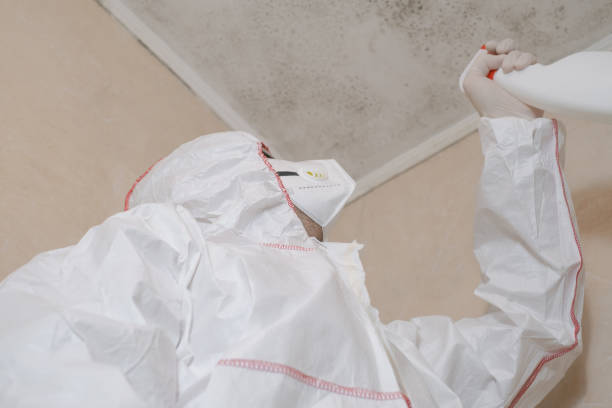 Best Black Mold Removal  in Grayvle, IL