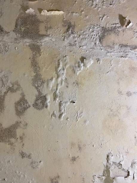 Best Home Mold Removal  in Grayvle, IL